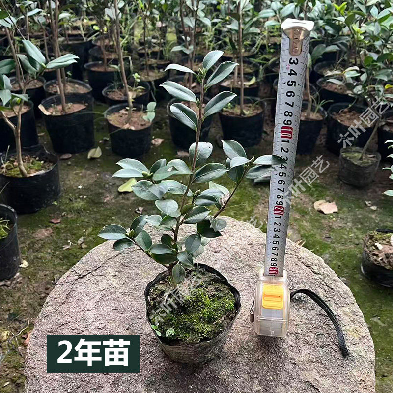 天女舞茶梅 山茶树小苗绿植盆栽原盆土名贵庭院室内外四季常绿,淘宝优惠券,粉丝福利购,淘宝优惠卷