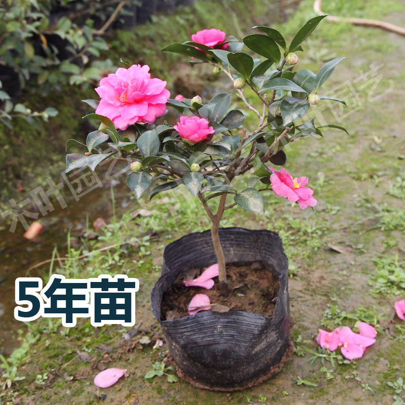 小玫瑰茶梅 山茶花树小苗品种盆栽花卉好养四季绿植物室外种庭院,淘宝优惠券,粉丝福利购,淘宝优惠卷
