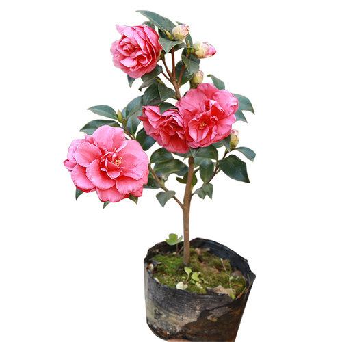 茶梅树苗品种财神 丹玉 昭和茶梅花苗四季绿植物盆景花卉茶梅盆栽 - 图3