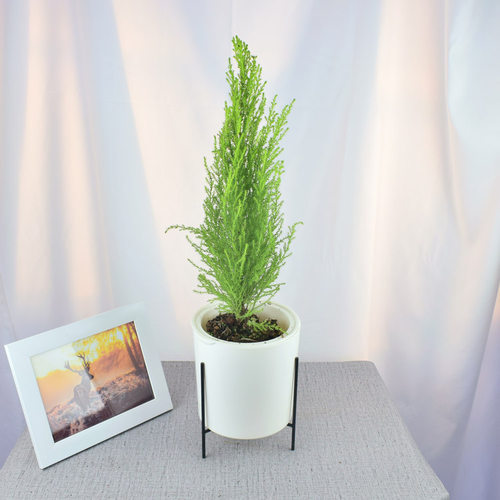香松香冠柏棒棒糖植物桌面圣诞小松树四季常绿好养绿植办公室盆景 - 图3