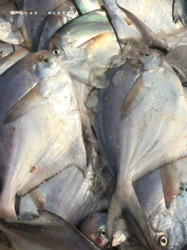 新鲜白鲳鱼一斤5-6条小鲳鱼平鱼扁鲳鱼纯海洋10元半斤银鲳鱼 - 图3
