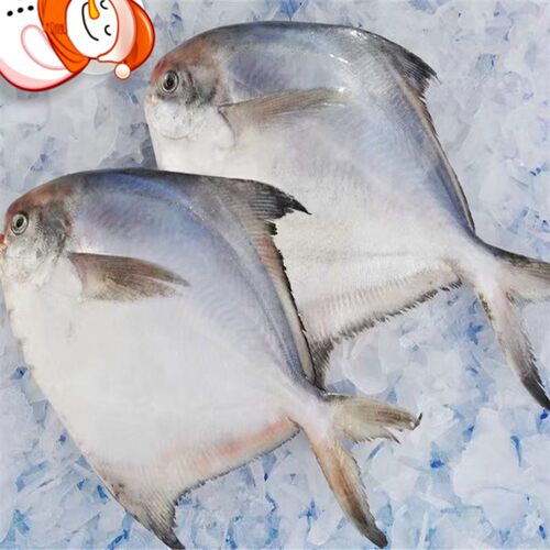 鲜货白鲳鱼一斤8条冰鲜小鲳鱼平鱼扁鲳鱼海鲜海捕深海鱼银鲳鱼鲜 - 图0