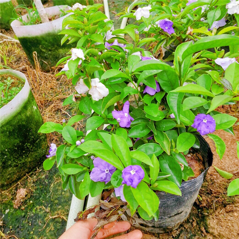 双色茉莉花盆栽浓香型四季开花不断变色鸳鸯番茉莉花苗绿植物花卉-图1