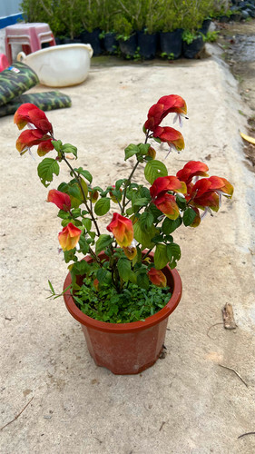 红虾花盆栽 虾衣花 红虾衣花 虾夷花 黄虾花 虾衣草 麒麟吐珠花卉 - 图1