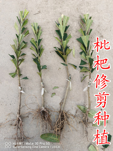 【大五星枇杷树苗】耐寒-7℃大果 5月下红砂黄肉红肉常绿枇杷苗 - 图1
