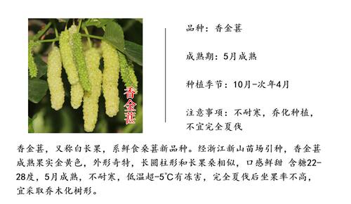 【香金葚果桑苗】新品种果桑树苗黄金香葚台湾白长果桑椹树苗基地 - 图1