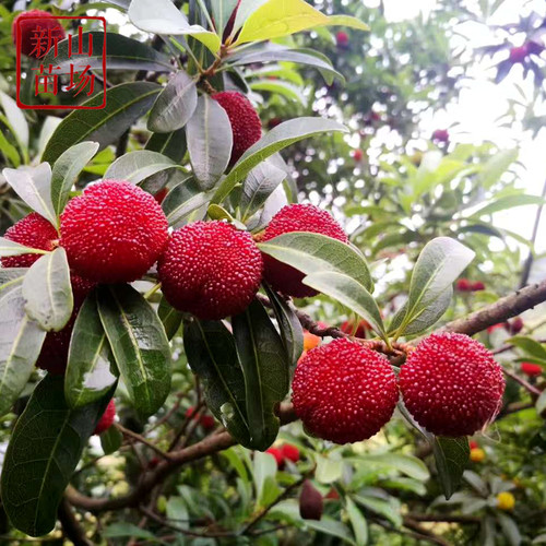 仙居东魁杨梅苗荸荠杨梅树苗包邮南方种嫁接苗当年结果仙居特大四 - 图1