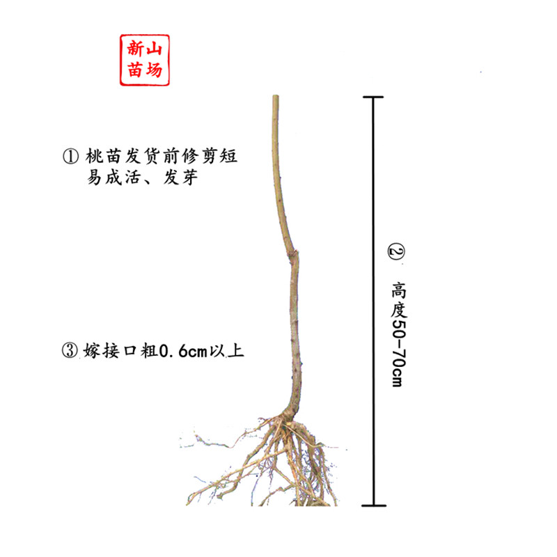 【中油珠玉桃苗】早熟小糖丸白肉迷你珍珠油0枣油桃38号桃子树苗,淘宝优惠券,粉丝福利购,淘宝优惠卷