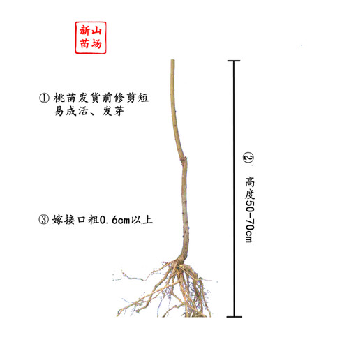 【中蟠11桃苗】7月初240克大果丰产南北主栽嫁接黄金蟠桃子树苗 - 图3