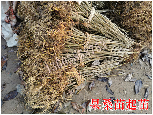 【香金葚果桑苗】新品种果桑树苗黄金香葚台湾白长果桑椹树苗基地 - 图3