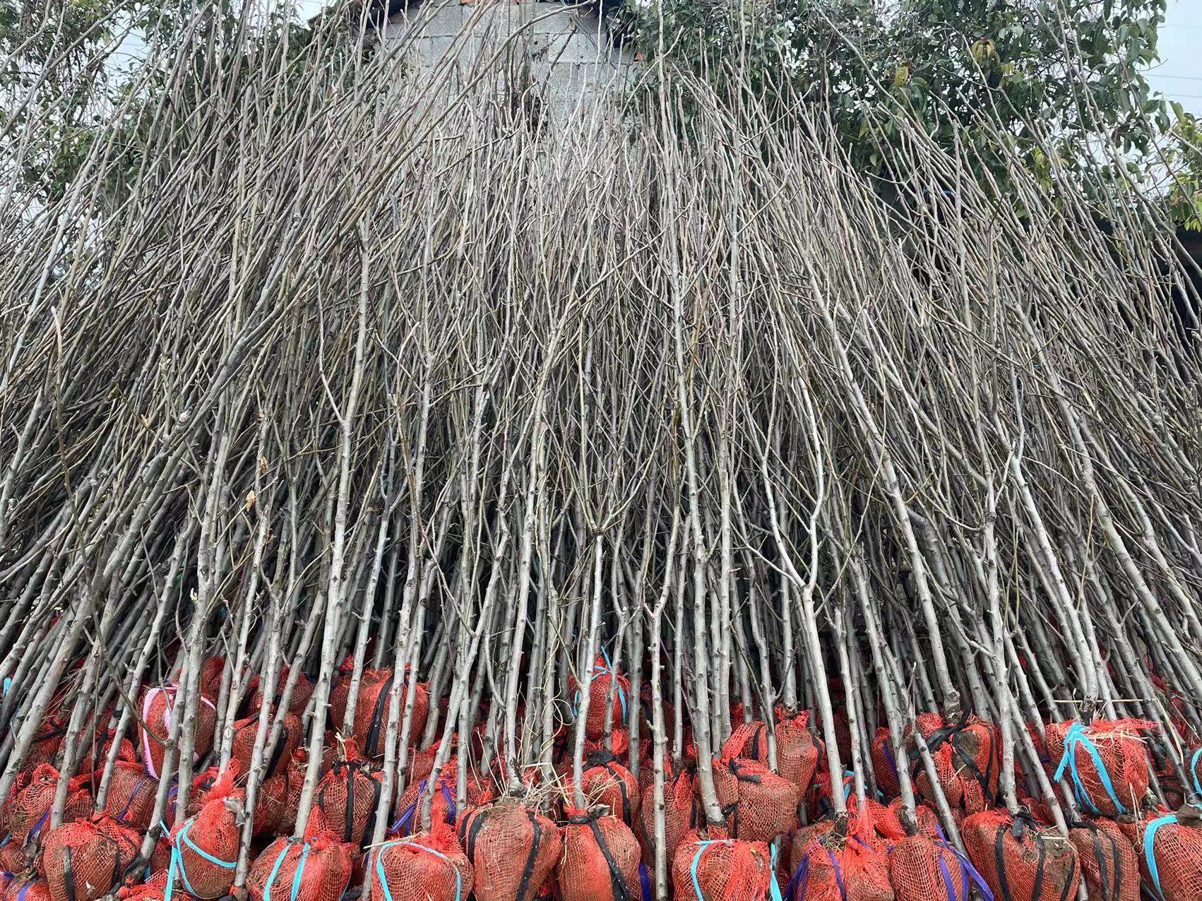 【秋月梨苗】九月经典日本晚熟秋王羊脂优质梨树苗 浙江新山苗场,淘宝优惠券,粉丝福利购,淘宝优惠卷