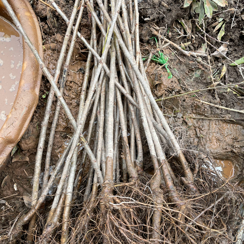 【短柄樱桃苗】早熟4月葛家坞南早红自花南方可种1 2 3年樱桃树苗 - 图1