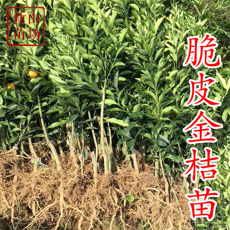 脆皮金桔树苗 二代阳台家庭盆栽带土滑皮金桔金柑带果食用小桔,淘宝优惠券,粉丝福利购,淘宝优惠卷
