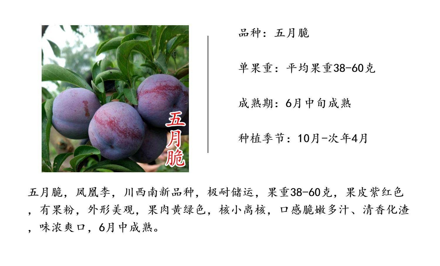 【五月脆李苗】凤凰李6月早熟脆甜离核丰产易管理紫色李子树苗,淘宝优惠券,粉丝福利购,淘宝优惠卷