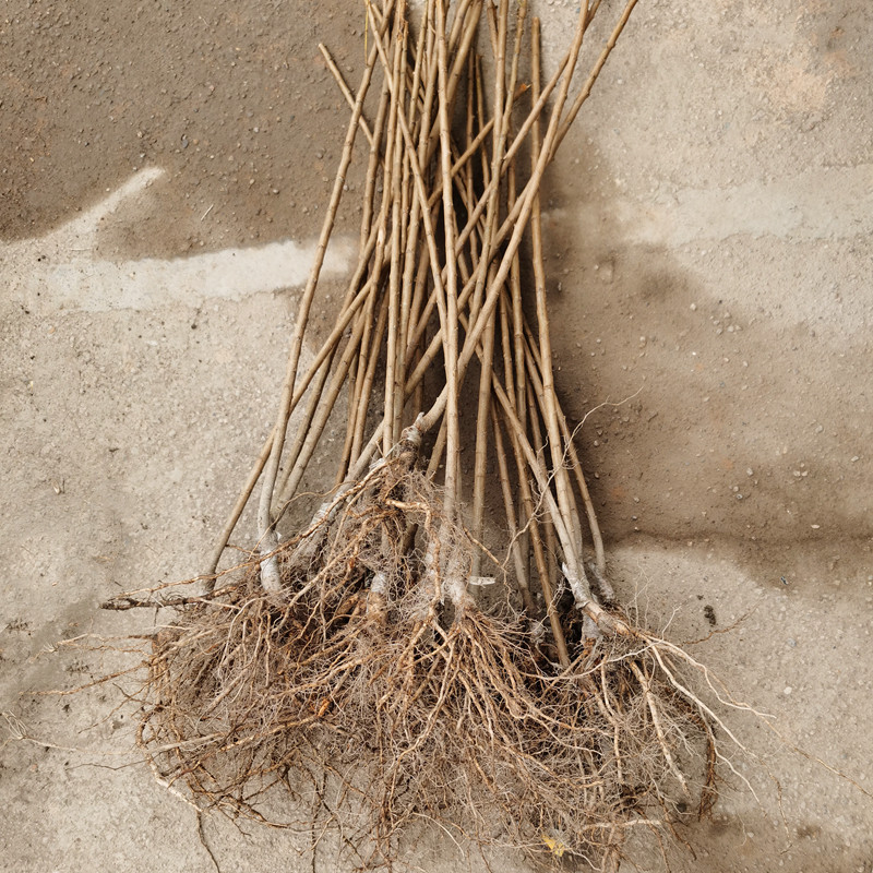 【五月脆李苗】凤凰李6月早熟脆甜离核丰产易管理紫色李子树苗,淘宝优惠券,粉丝福利购,淘宝优惠卷