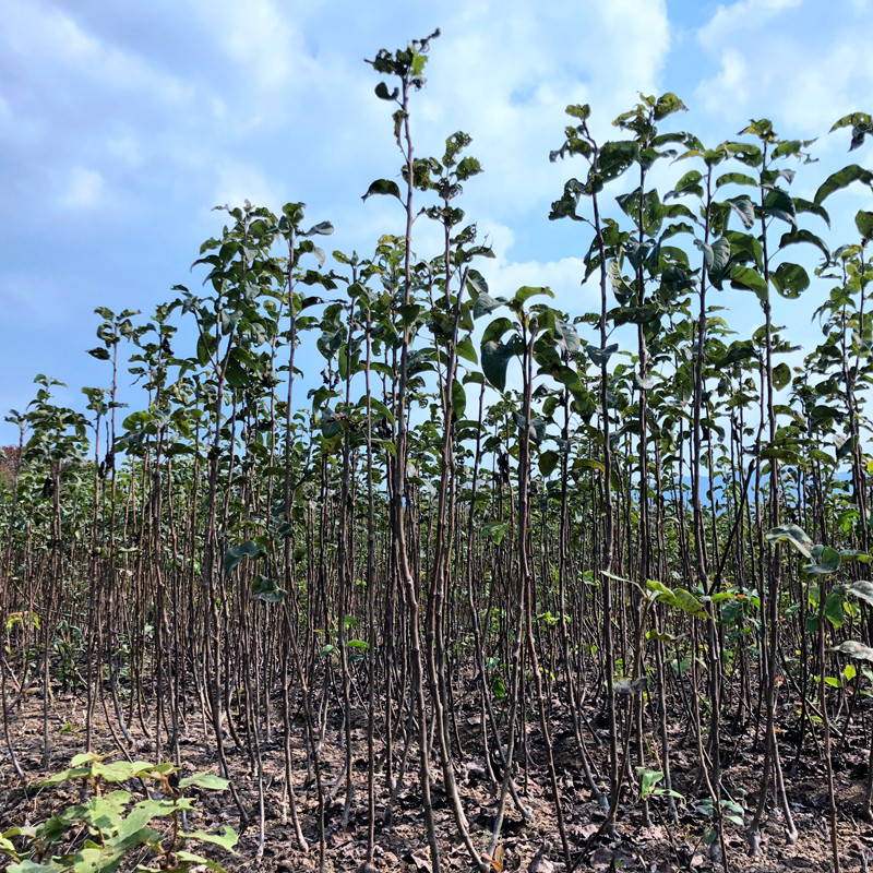 【秋月梨苗】九月经典日本晚熟秋王羊脂优质梨树苗 浙江新山苗场,淘宝优惠券,粉丝福利购,淘宝优惠卷