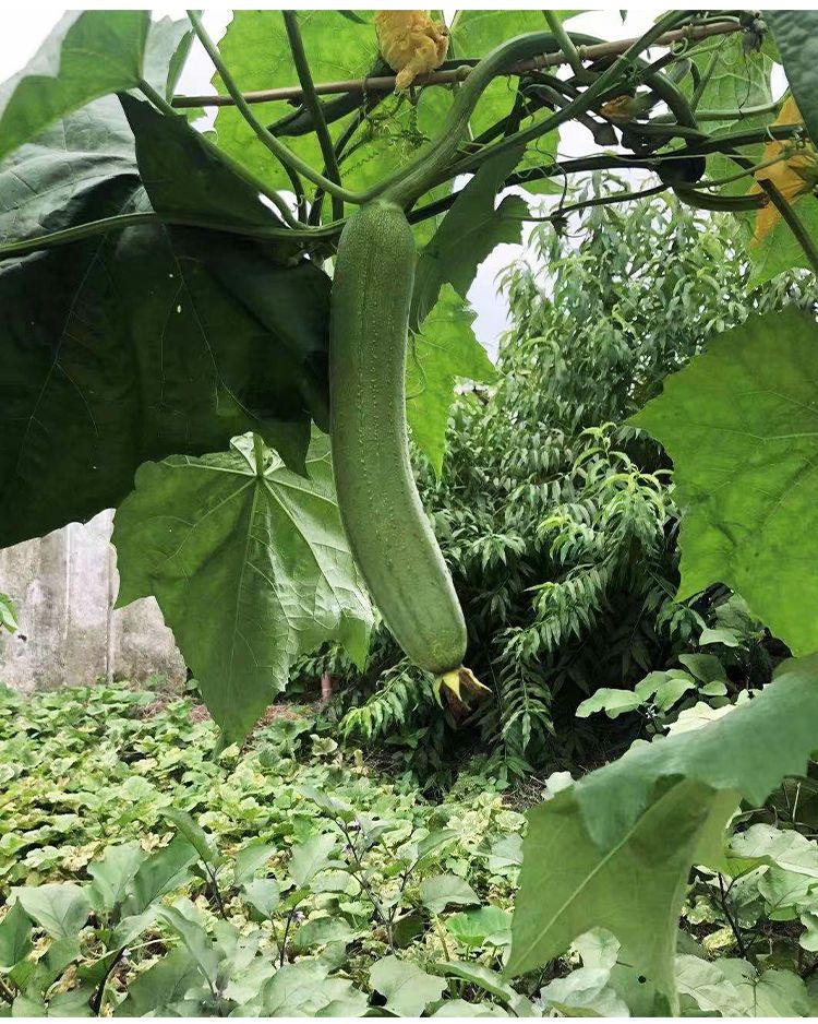 四川丝瓜新鲜当季新鲜蔬菜奶油丝瓜下奶皮薄肉厚农家现摘现发丝瓜 - 图0