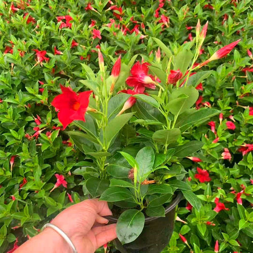 飘香藤带花苞四季开花盆栽双喜藤爬墙花卉植物室内客厅好养活 - 图0