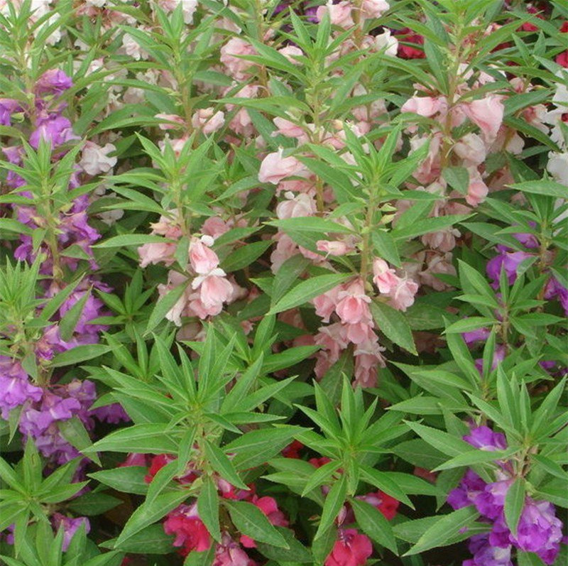 凤仙花种子盆栽花草四季指甲花籽室内阳台植物花卉绿植园艺花种子