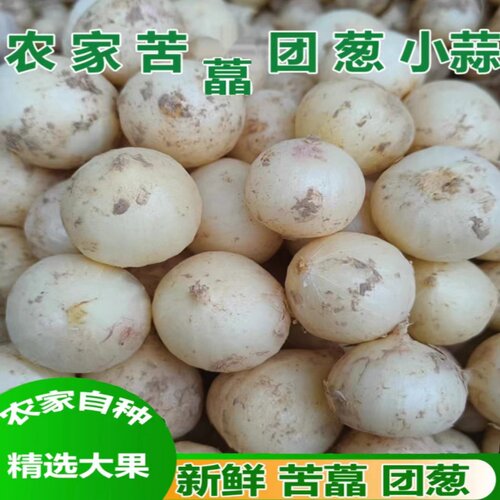 新鲜苦藠四川特产团葱小根蒜苦叫野葱头洋蒜苦蒜小蒜圆蒜团蒜薤白 - 图1