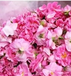 纯露500ml花水大马士革玫瑰纯露