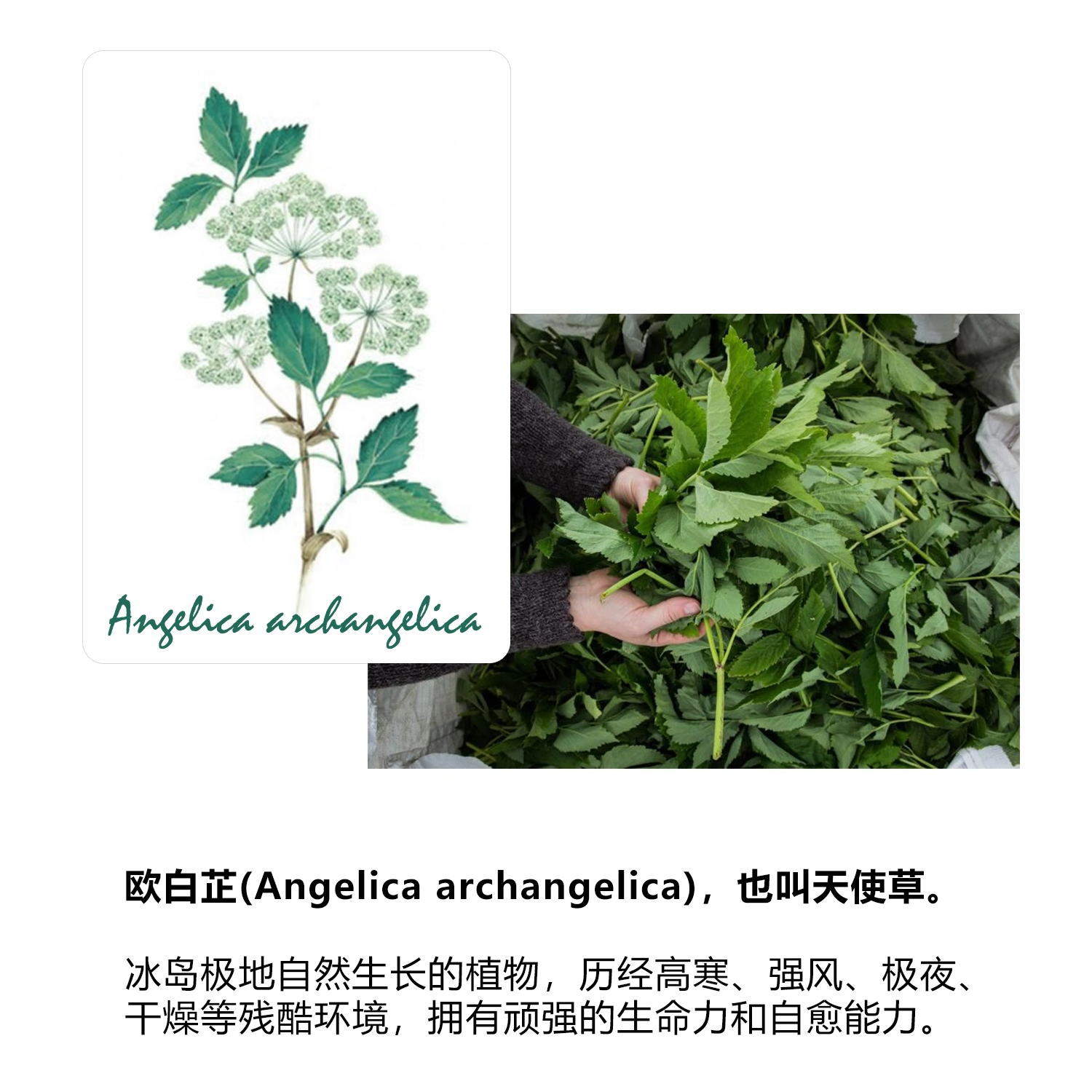 【保税仓发】冰岛进口VOXIS白芷丹天然草本0添加无糖润喉糖袋装,淘宝优惠券,粉丝福利购,淘宝优惠卷