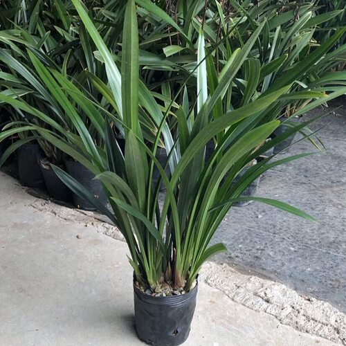 A级/建兰/墨兰盆栽企黑兰花苗室内花卉盆景浓香植物客厅兰草绿植 - 图0
