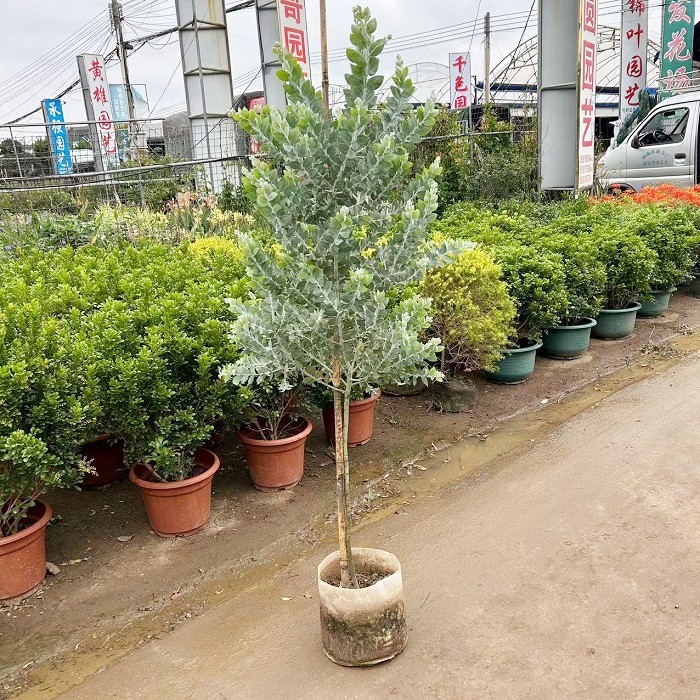 银叶金合欢盆栽树苗室外庭院阳台绿植澳洲品种观叶风景树公园绿化 - 图1