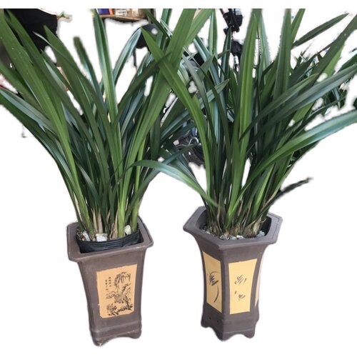 A级/建兰/墨兰盆栽企黑兰花苗室内花卉盆景浓香植物客厅兰草绿植 - 图3