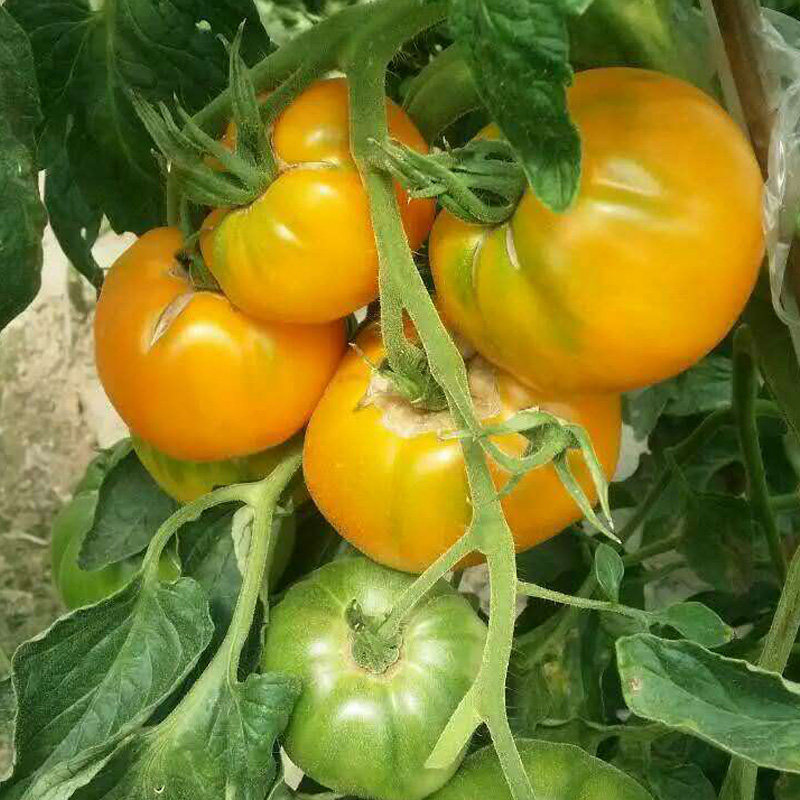 内蒙古五原县沙瓤大黄柿子新鲜黄色西红柿6斤超甜黄金籽大果番茄,淘宝优惠券,粉丝福利购,淘宝优惠卷