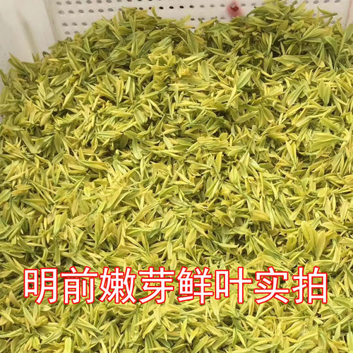 安吉正宗2026年新茶明前特级黄金芽白茶正宗散装250g珍稀高山绿茶 - 图2