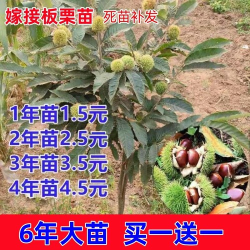 板栗苗树大红袍油栗当年结果南方北方种植盆栽地栽特大果嫁接树苗 - 图0