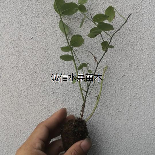 蓝莓苔藓苗南北高丛兔眼家庭庭院阳台盆栽果树观花品果植物 - 图1