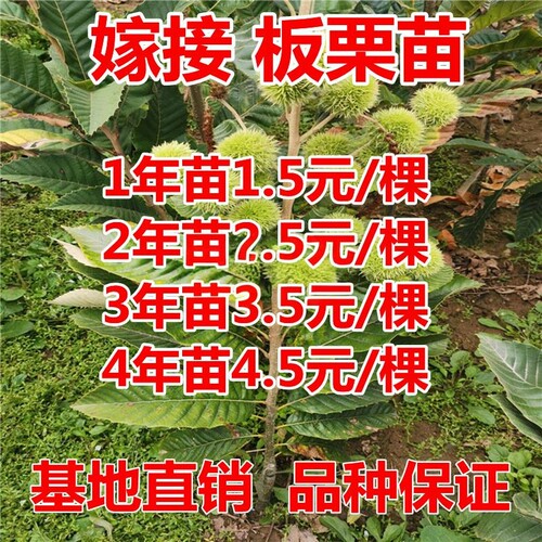 板栗苗树大红袍油栗当年结果南方北方种植盆栽地栽特大果嫁接树苗 - 图3