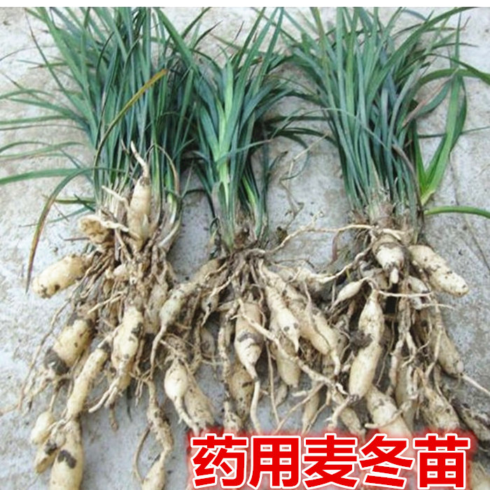 天然野生麦冬苗药用麦冬苗块根中药麦冬苗食用庭院植物绿化工程苗-图0