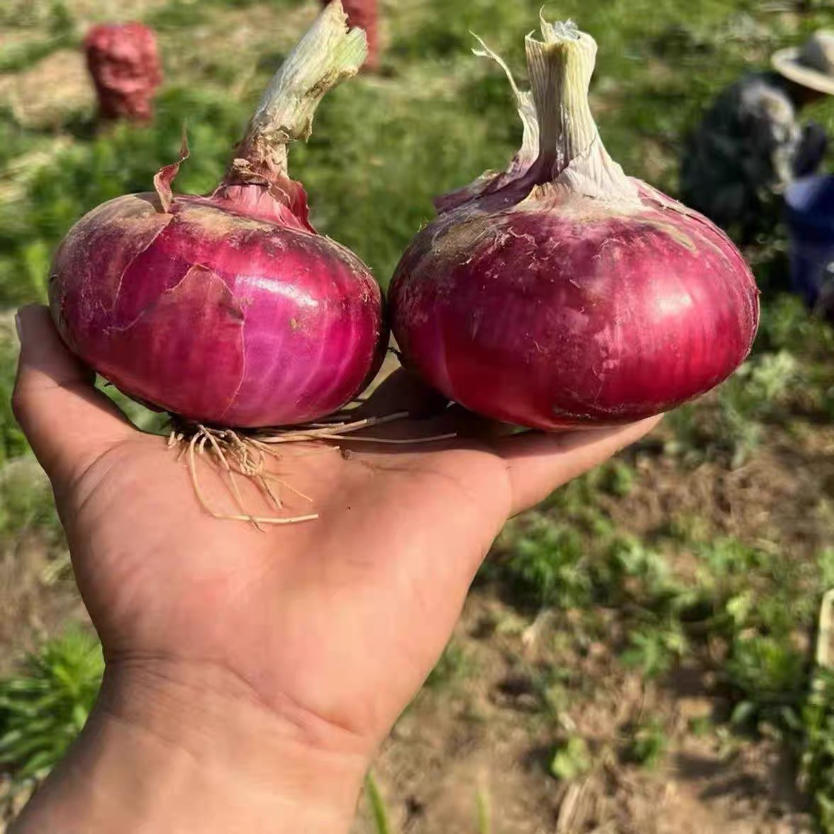 现挖新鲜山东二红扁圆水果洋葱可生吃甜辣生吃凉拌5斤,淘宝优惠券,粉丝福利购,淘宝优惠卷