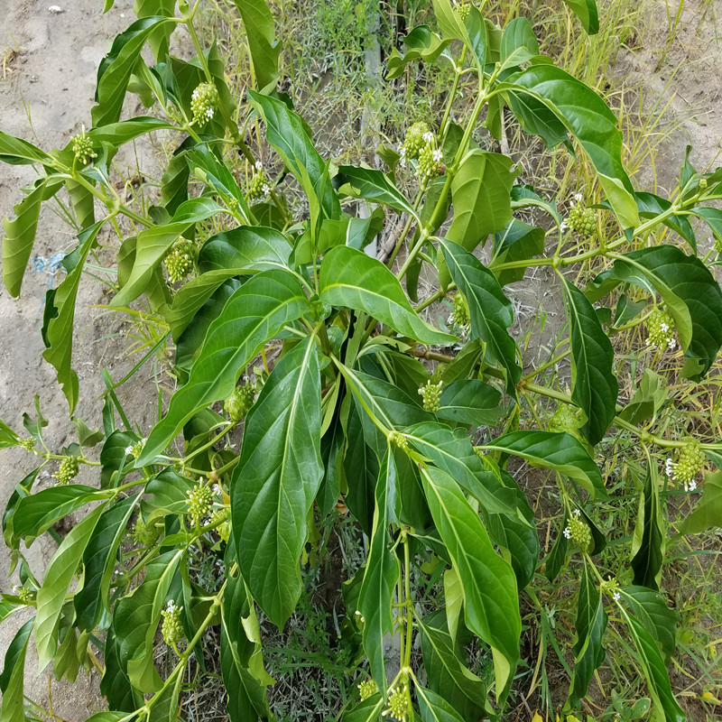 进口大溪地品种诺丽果苗盆栽地栽四季结果诺丽果树苗新鲜诺丽果苗 - 图1