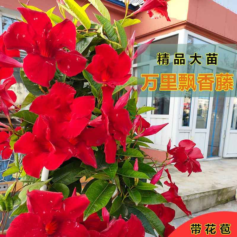 万里花 新人首单立减十元 22年10月 淘宝海外 万里花 新人首单立减十元 22年10月 淘宝海外