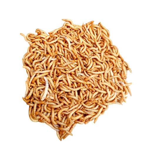 面包虫活虫黄粉虫活体活食物宠物零食鹦鹉鸟饲料虫仓鼠龙鱼乌龟粮 - 图3