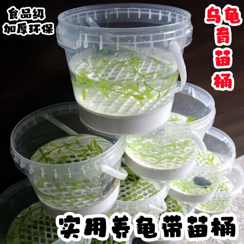 养龟苗桶透明加厚塑胶桶养龟带小龟苗盒适用于小龟苗单独隔离盒新 - 图2