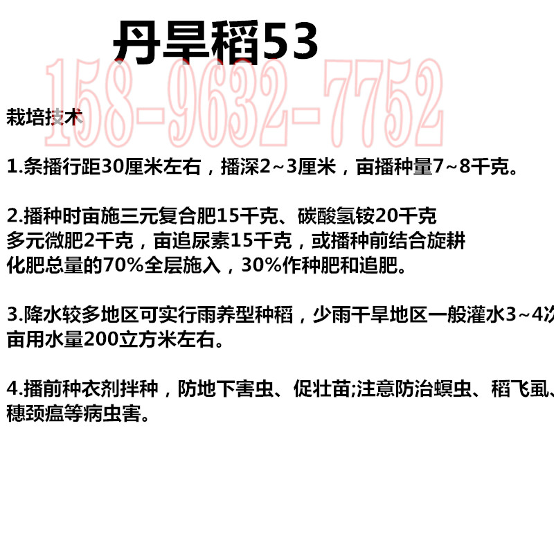 旱稻种子糯米稻谷种带壳入伙乔迁婚庆爆米花稻子2024年新种子现货 - 图2