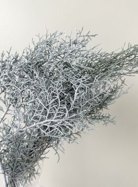 永生花松柏 扁柏圆柏圣诞松植物居家装饰插花DIY花材源头工厂