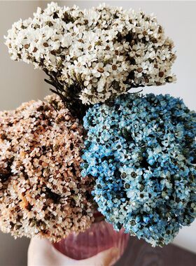 菊花法国真花文艺白菊白色蜡环diy像小长得干花花瓶迷你白梅