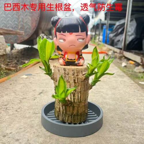 【带叶多芽发货】巴西木带芽孢幸运木水培植物室内水养绿植盆栽 - 图3