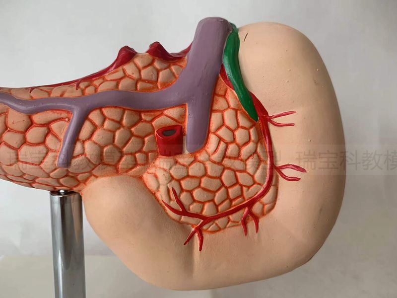 胰腺模型脾脏十二指肠人体1:1内脏消化器官医学生解剖教学用 - 图2