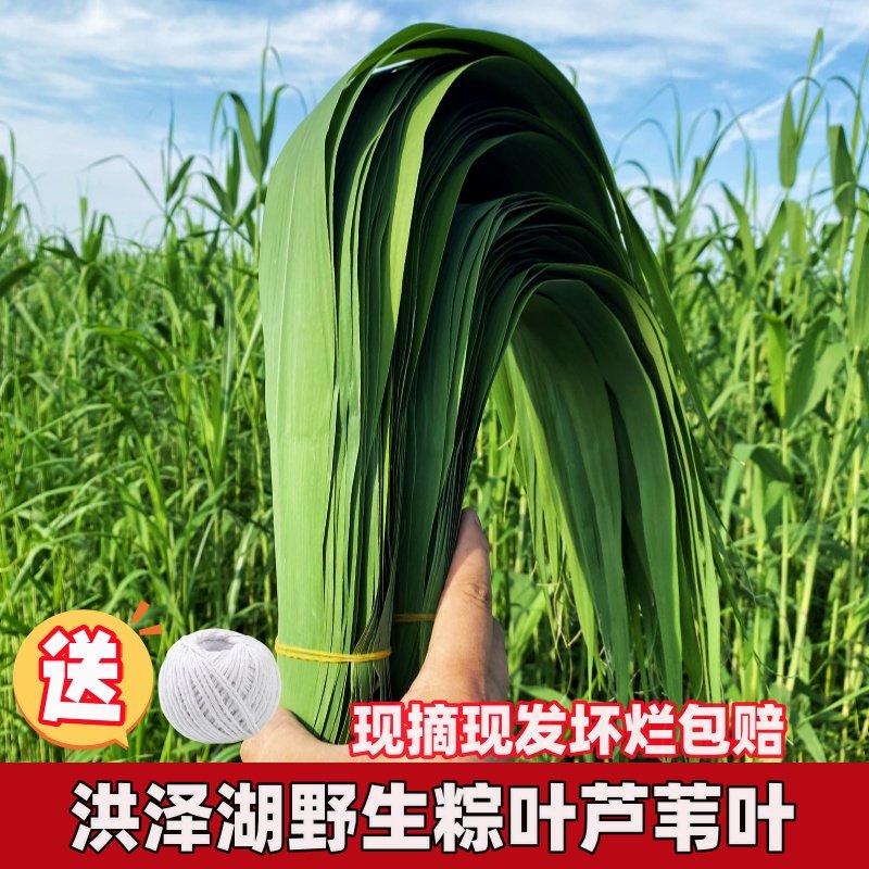 现摘新鲜粽叶芦苇叶农家野生大小宽可晒干细长无绳包粽子的叶子,淘宝优惠券,粉丝福利购,淘宝优惠卷
