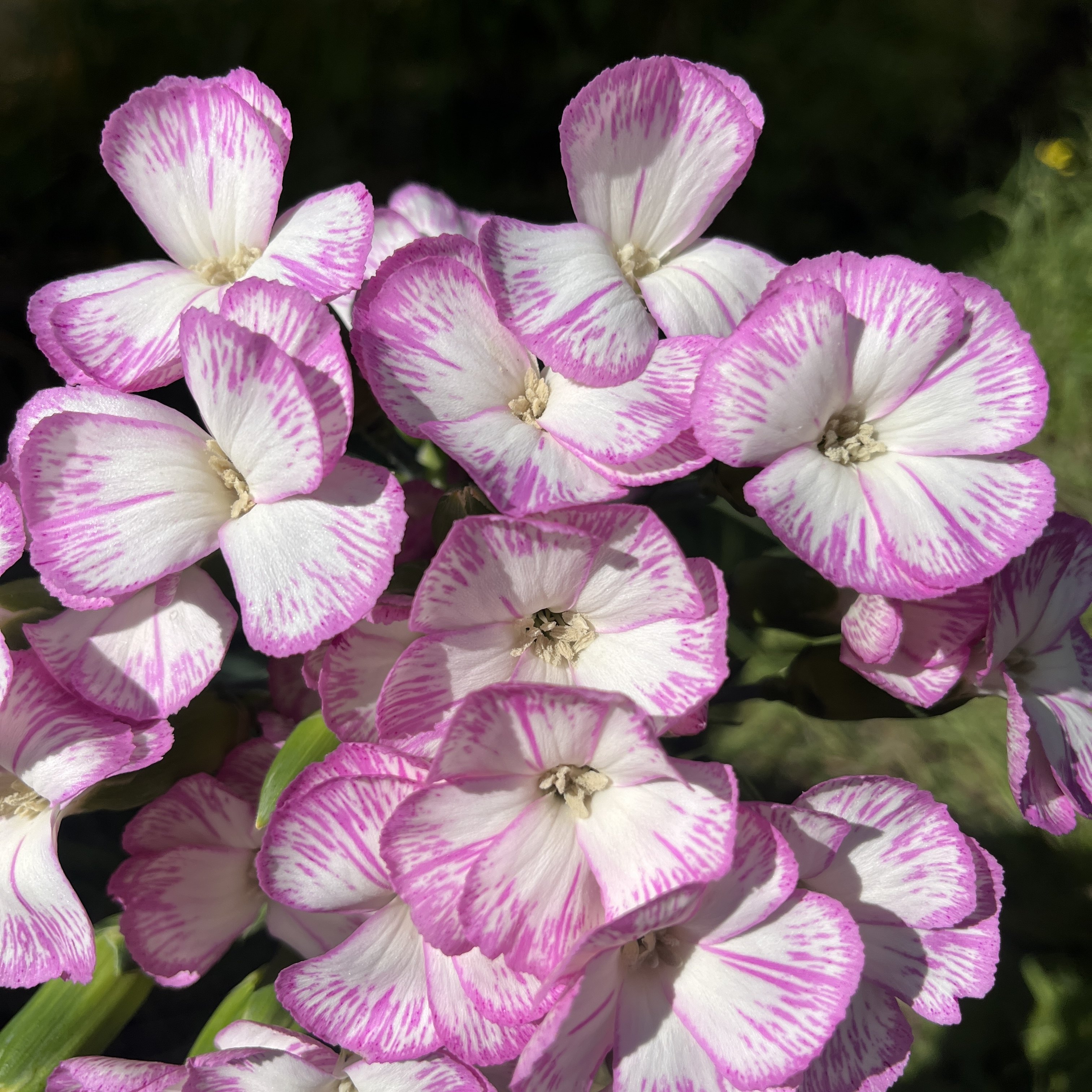 不售后，可丽鲜·清涵多丁1扎，购买三单包邮 - 图3