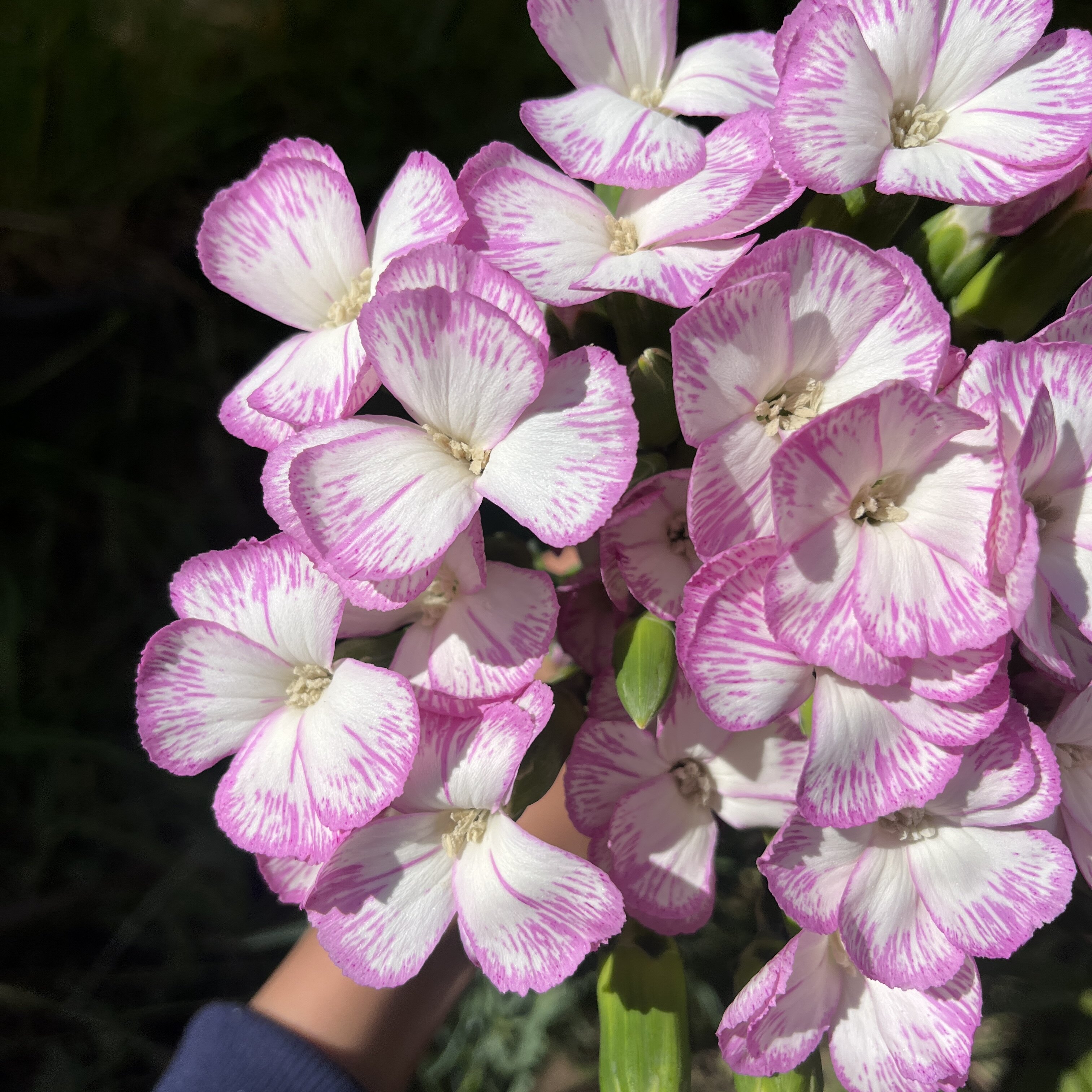 不售后，可丽鲜·清涵多丁1扎，购买三单包邮 - 图1