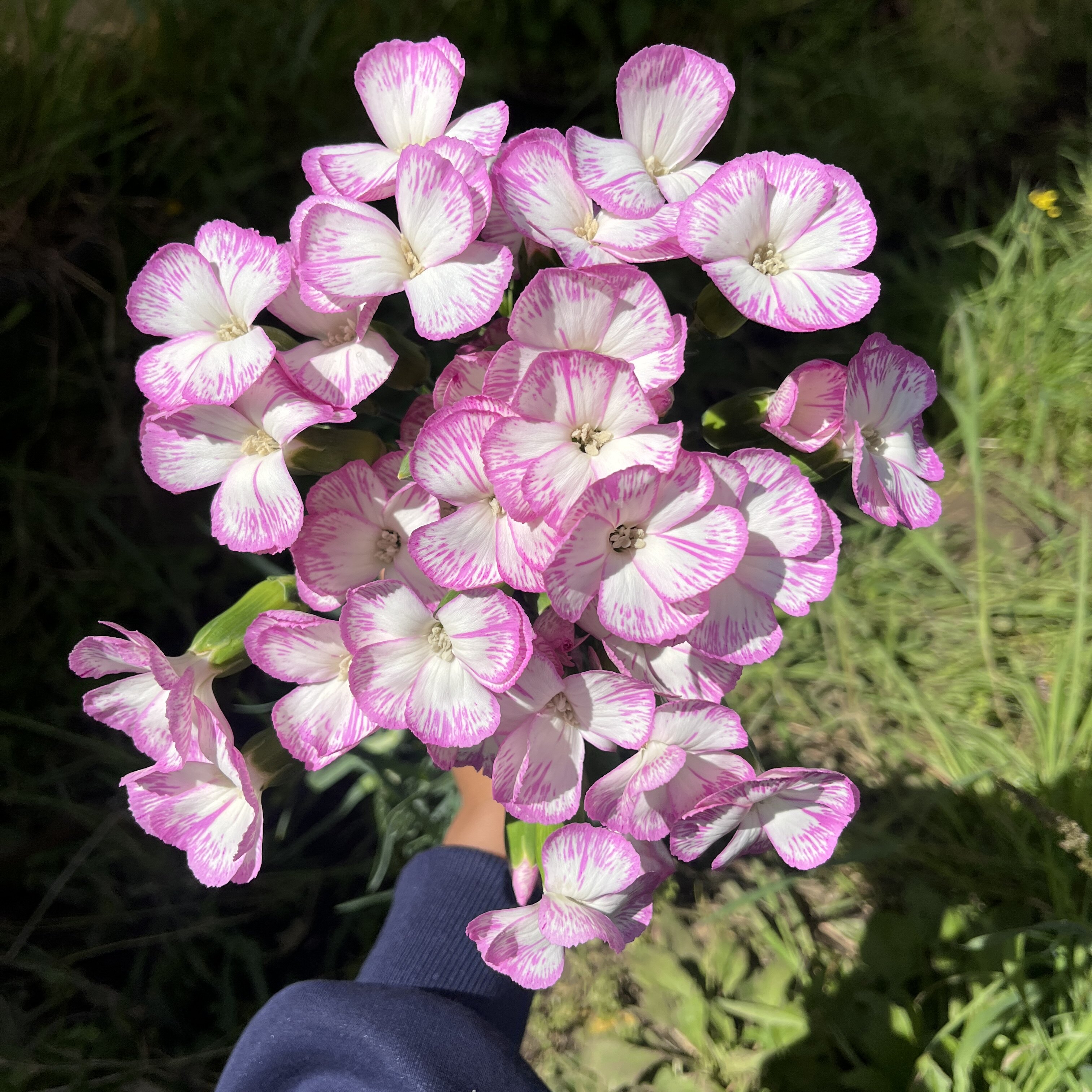 不售后，可丽鲜·清涵多丁1扎，购买三单包邮 - 图2