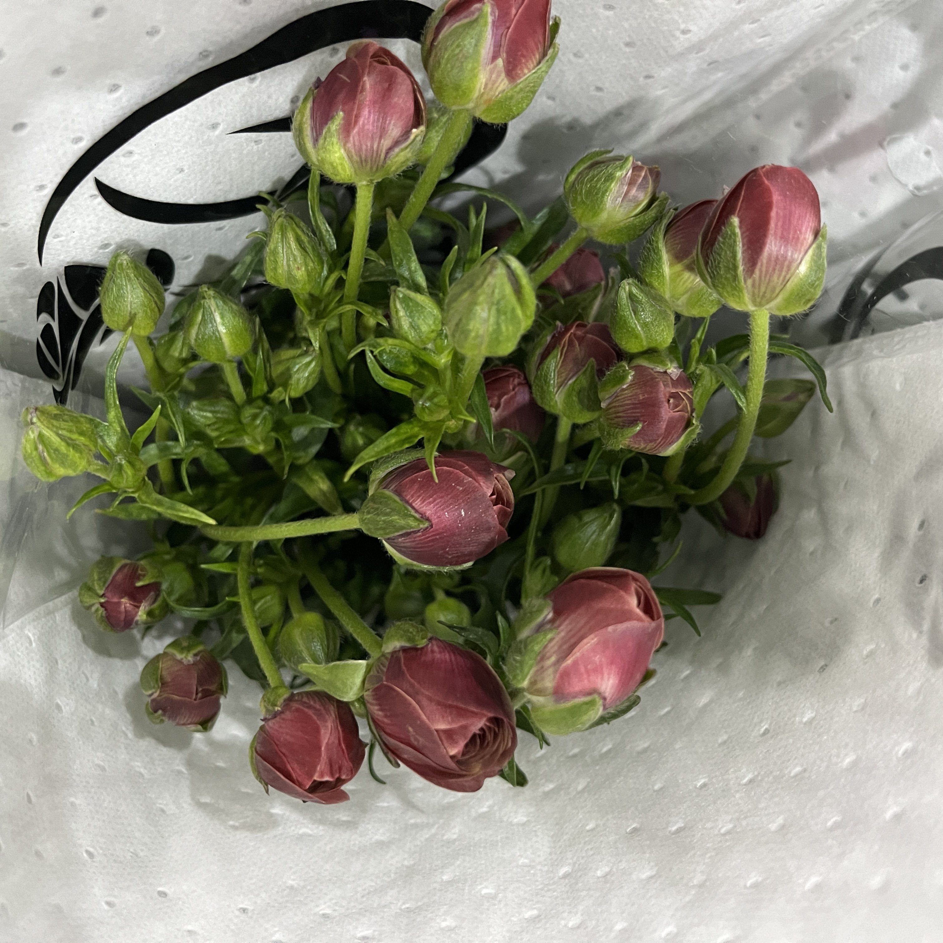 不售后，必买花房子乌梅子酱蝴蝶洋牡丹1扎4～5只，购买三单包邮,淘宝优惠券,粉丝福利购,淘宝优惠卷